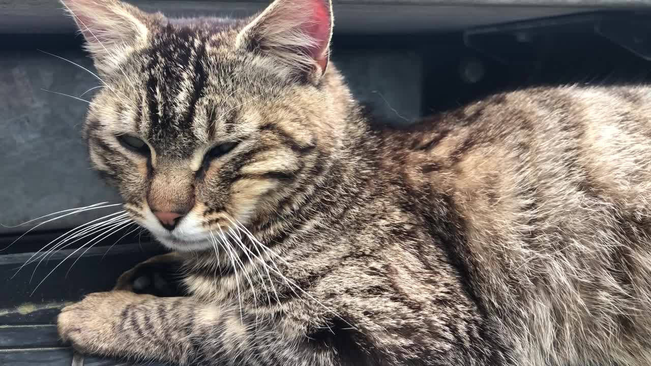 @クラゲ（:]ミ