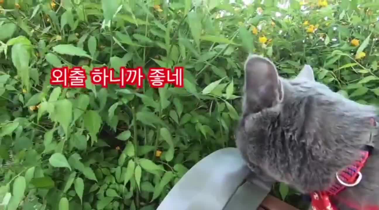 @만듀만두