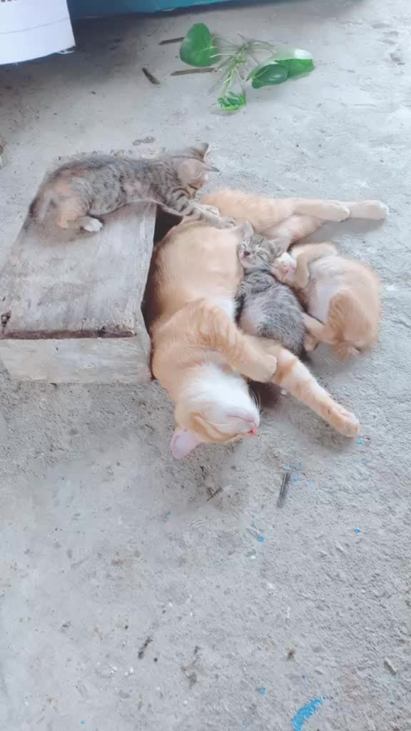 @Akun Rahasia