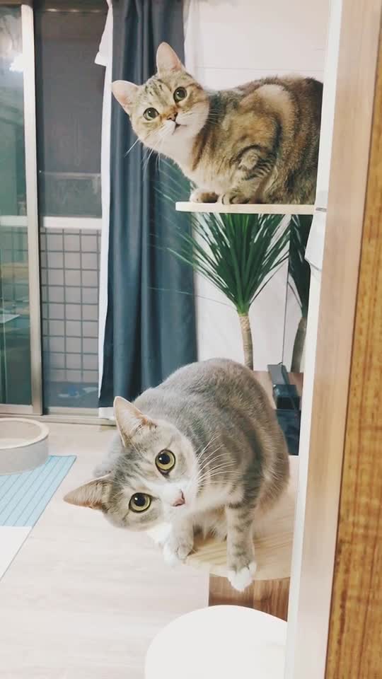 @三胖屋+1