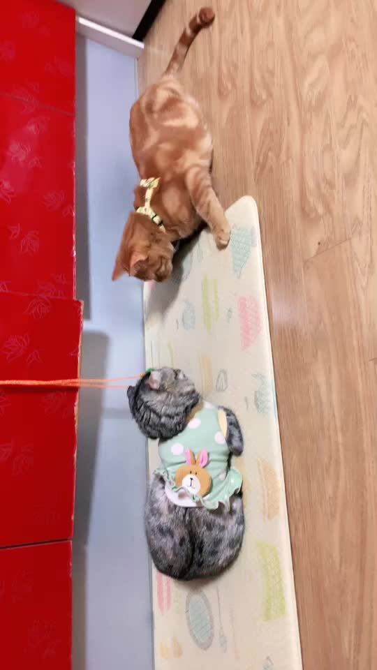 @가미가미