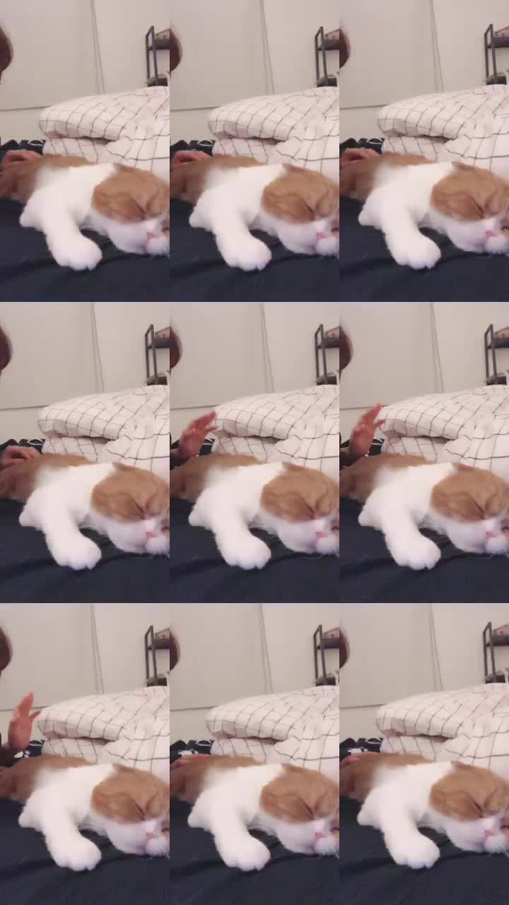 @고양이덕후