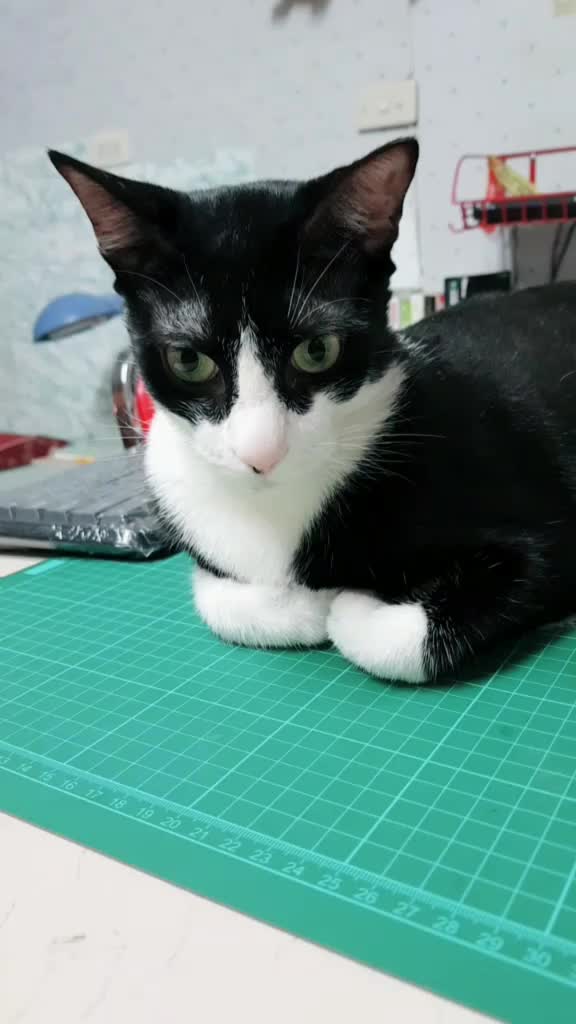 @方巧妃