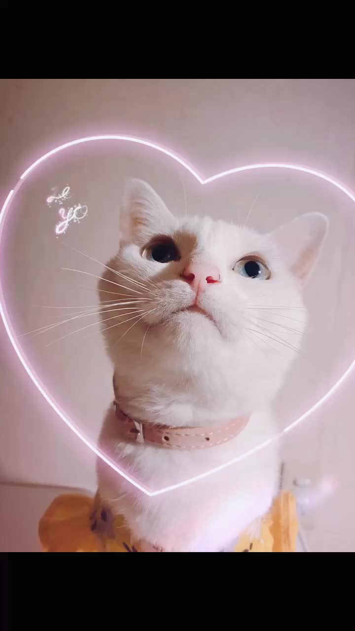 @macadamia0408
