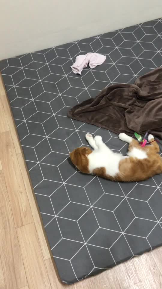 @고양이덕후