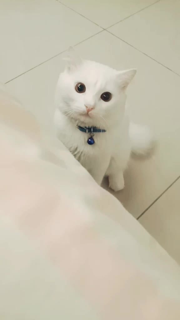 @Kucing comel