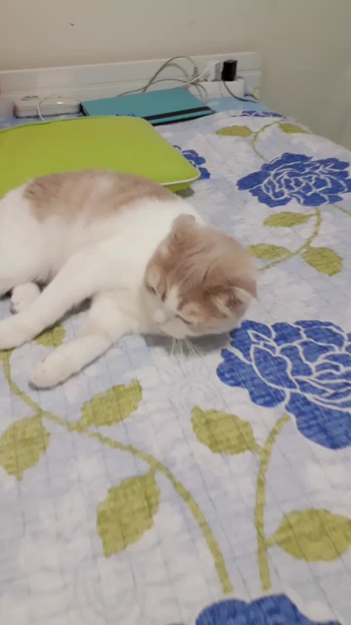 @와자몽