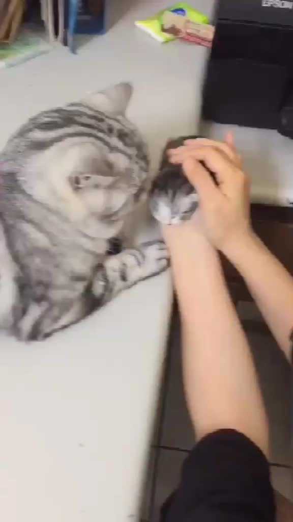 @migo是貓?