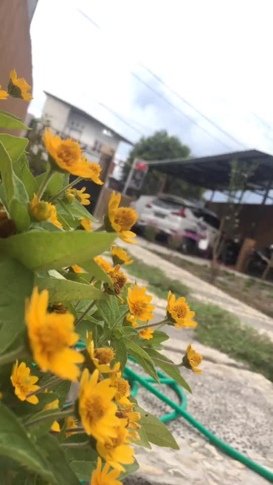 @Haikal