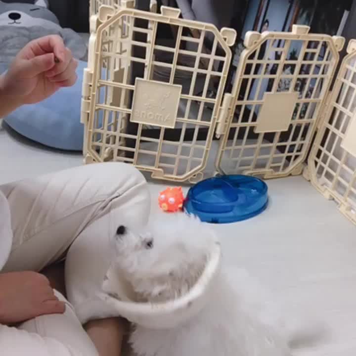 @땅콩율무의 견(犬)과류 이야기&hearts;