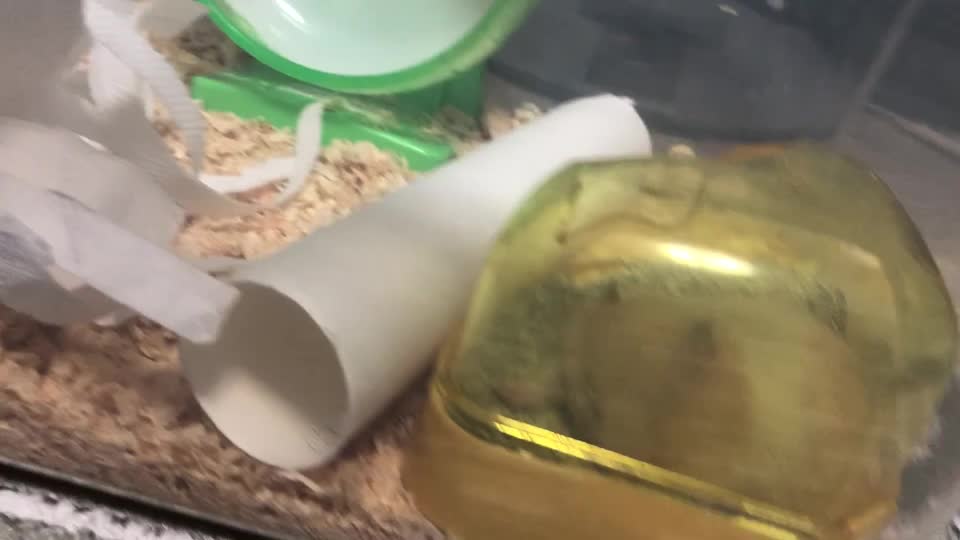 @クラゲ（:]ミ