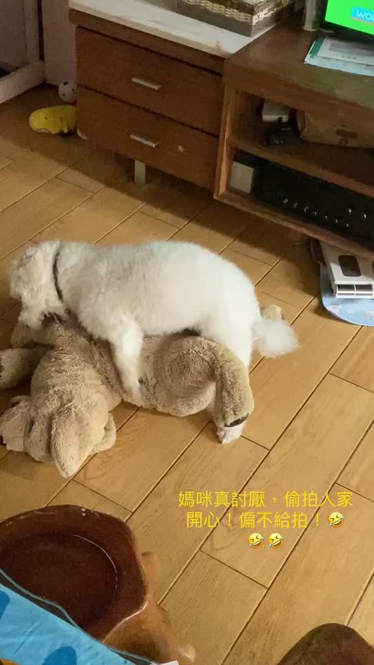 @哈尼