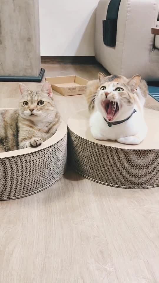@三胖屋+1