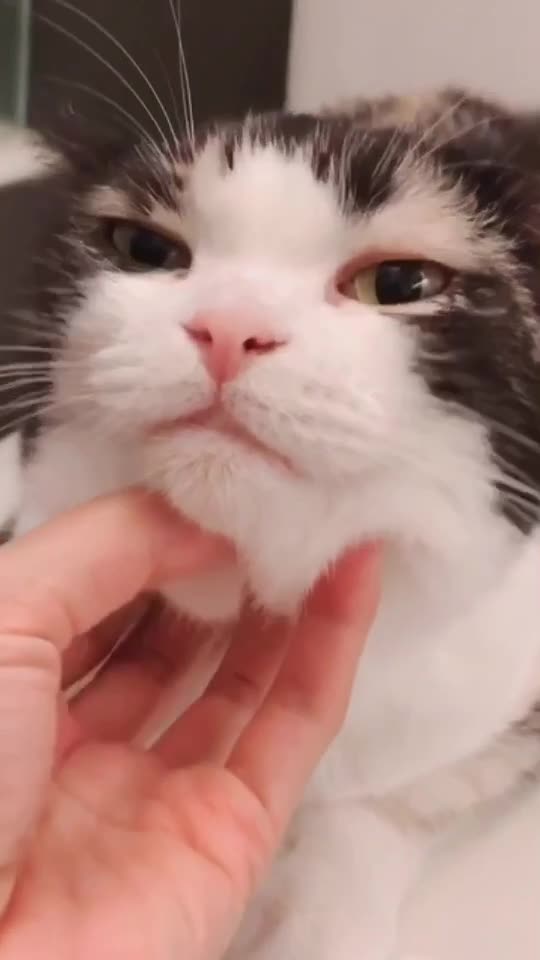 @西面毛毛