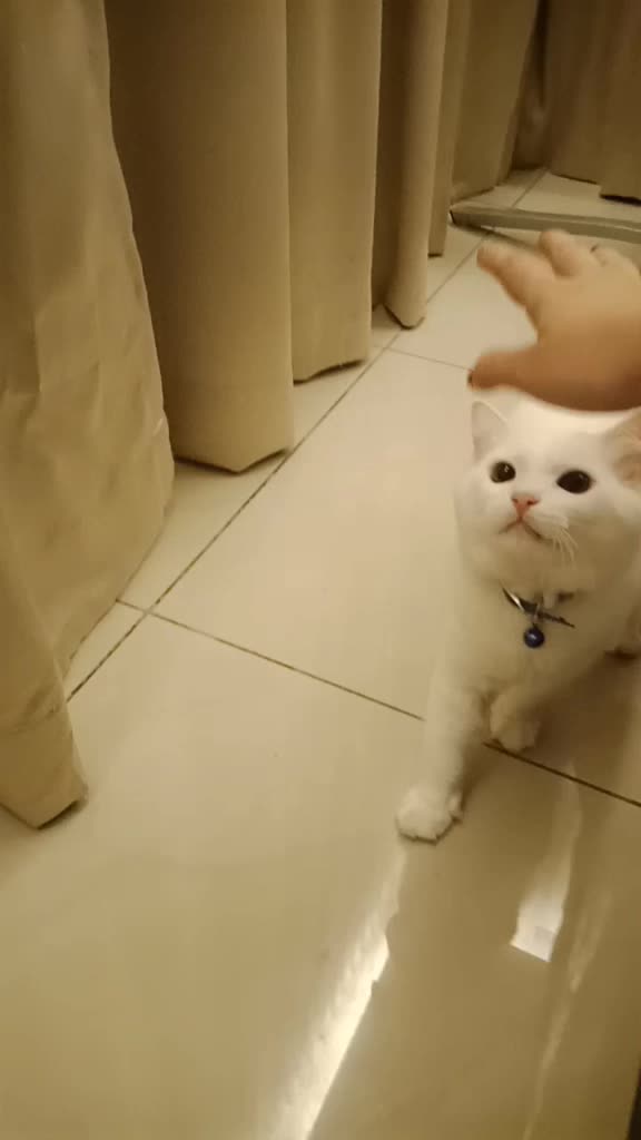 @Kucing comel