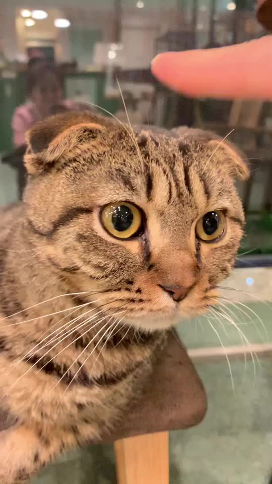 @향이