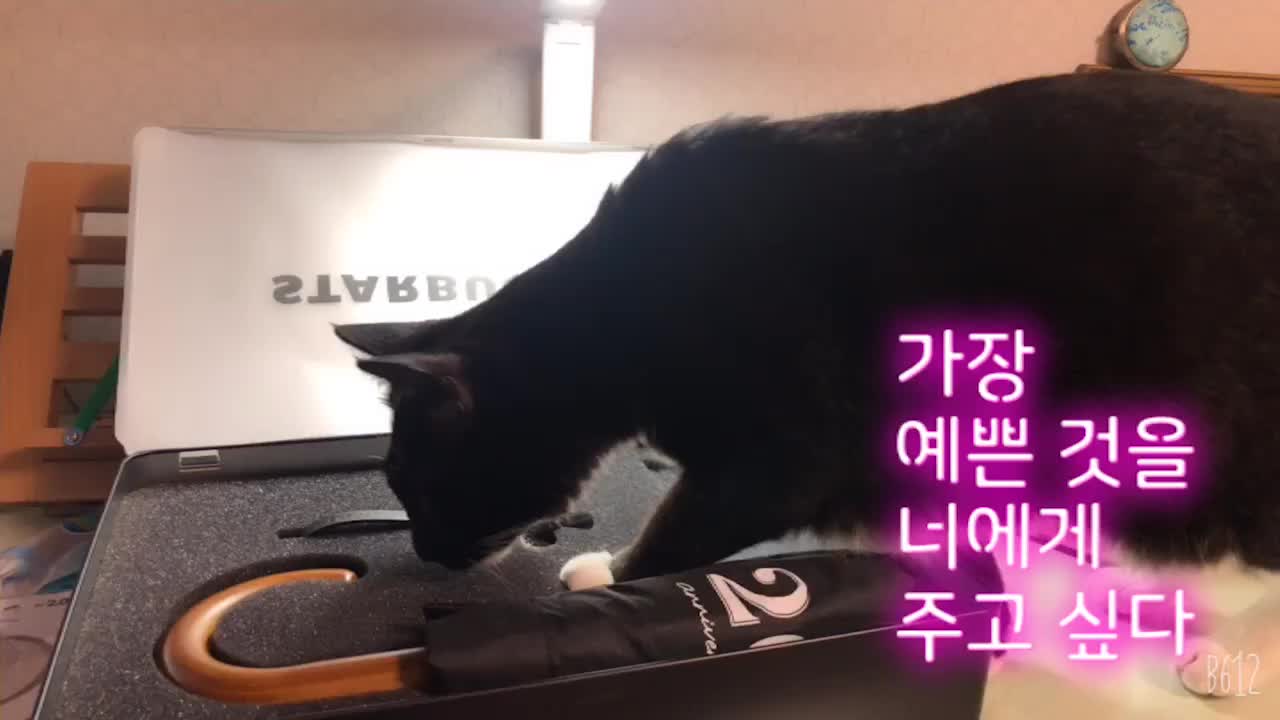 @라디오, 브이로그하는 곰순씨