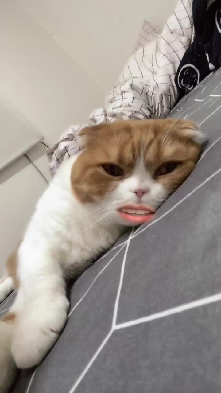 @고양이덕후