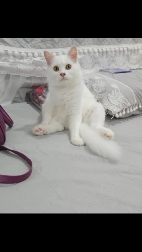 @Kucing comel