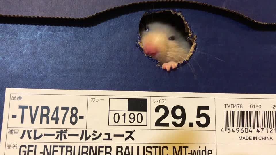 @クラゲ（:]ミ