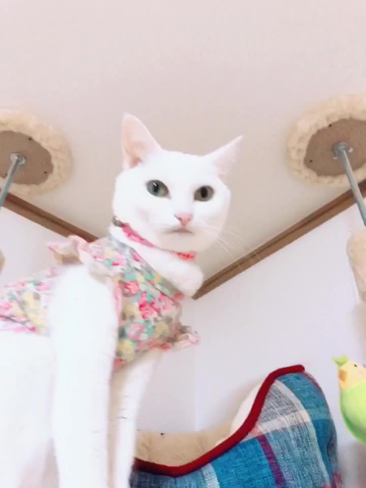 @macadamia0408