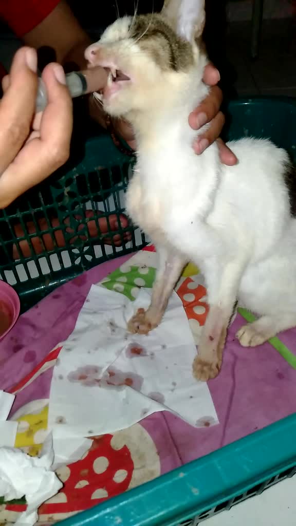 @mama meong♥️🐈🇮🇩🇲🇾_acro