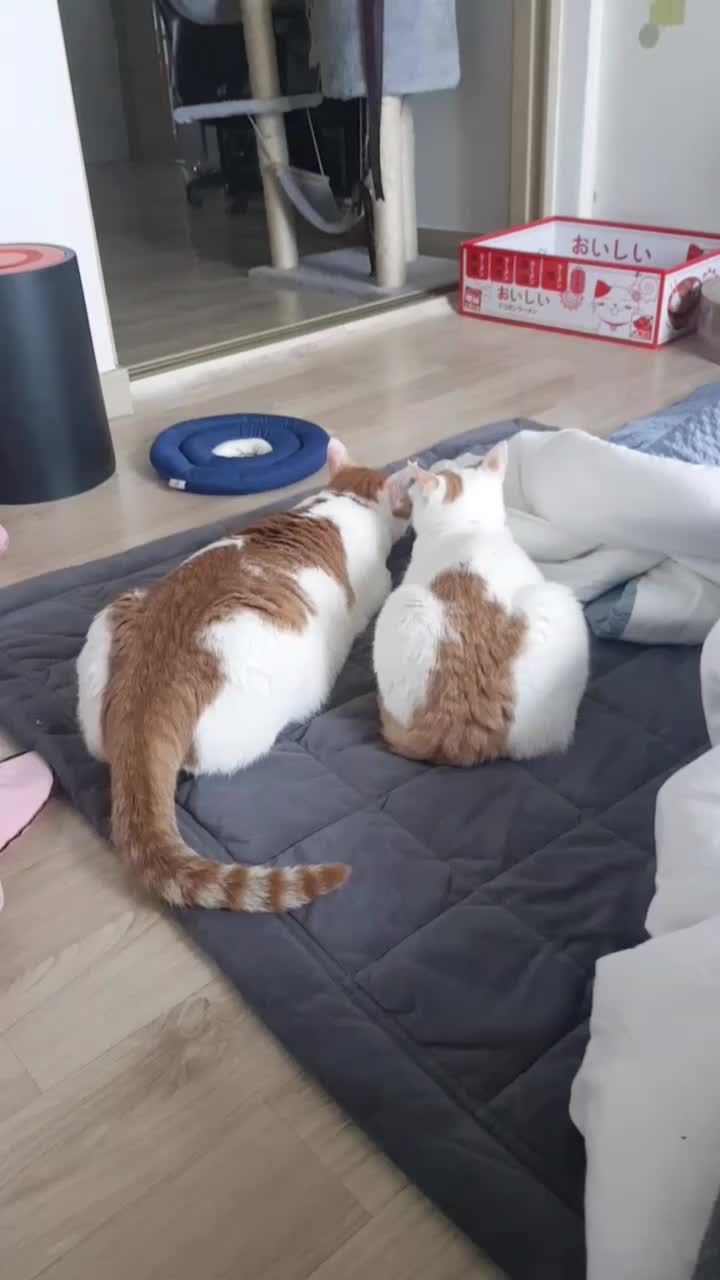 @이형균
