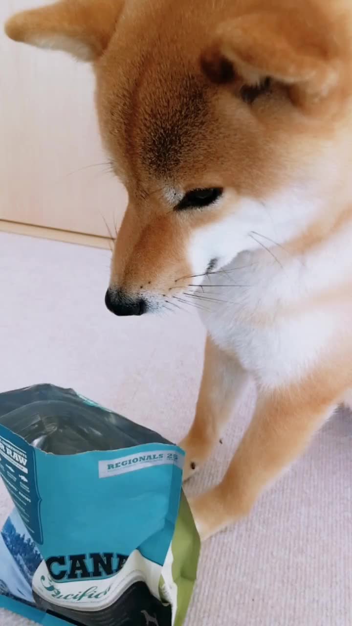 @柴犬コマリ