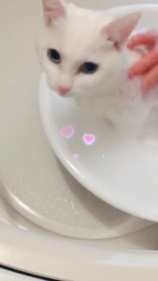 @macadamia0408