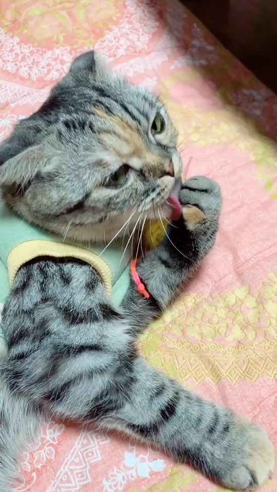 @가미가미