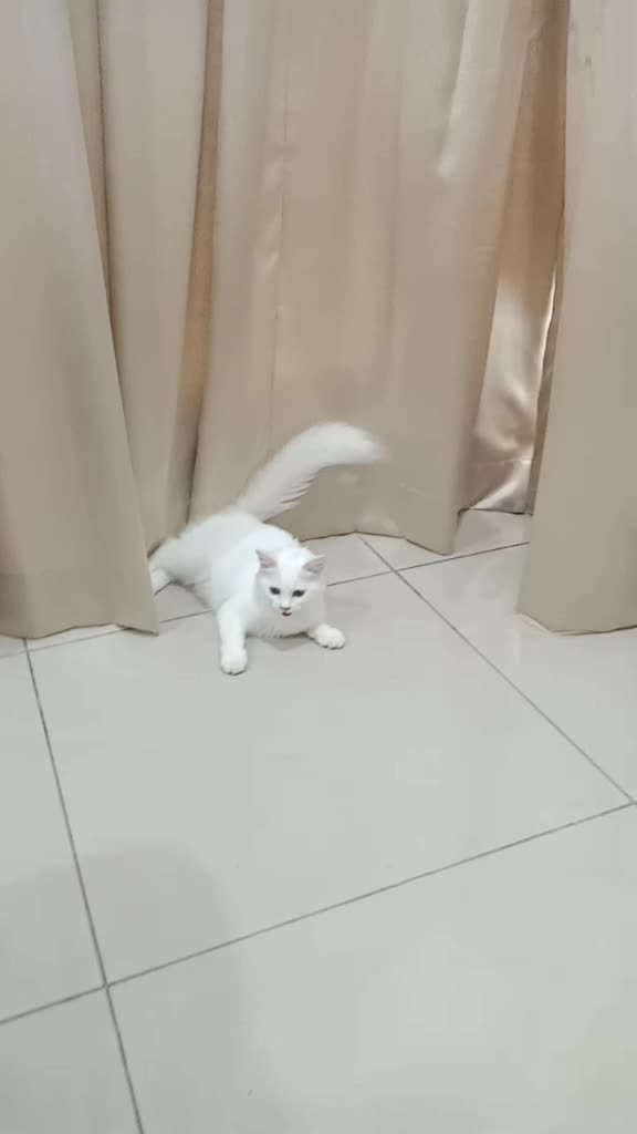 @Kucing comel