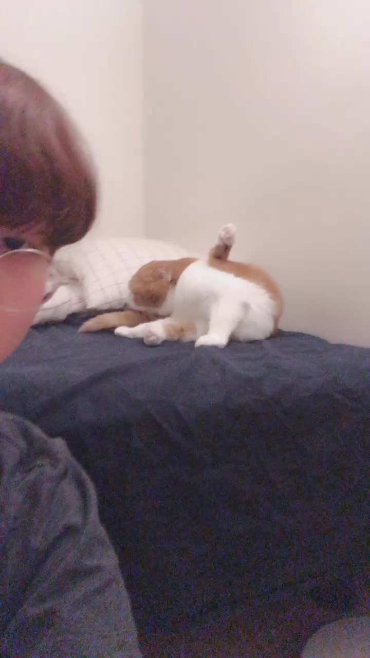 @고양이덕후