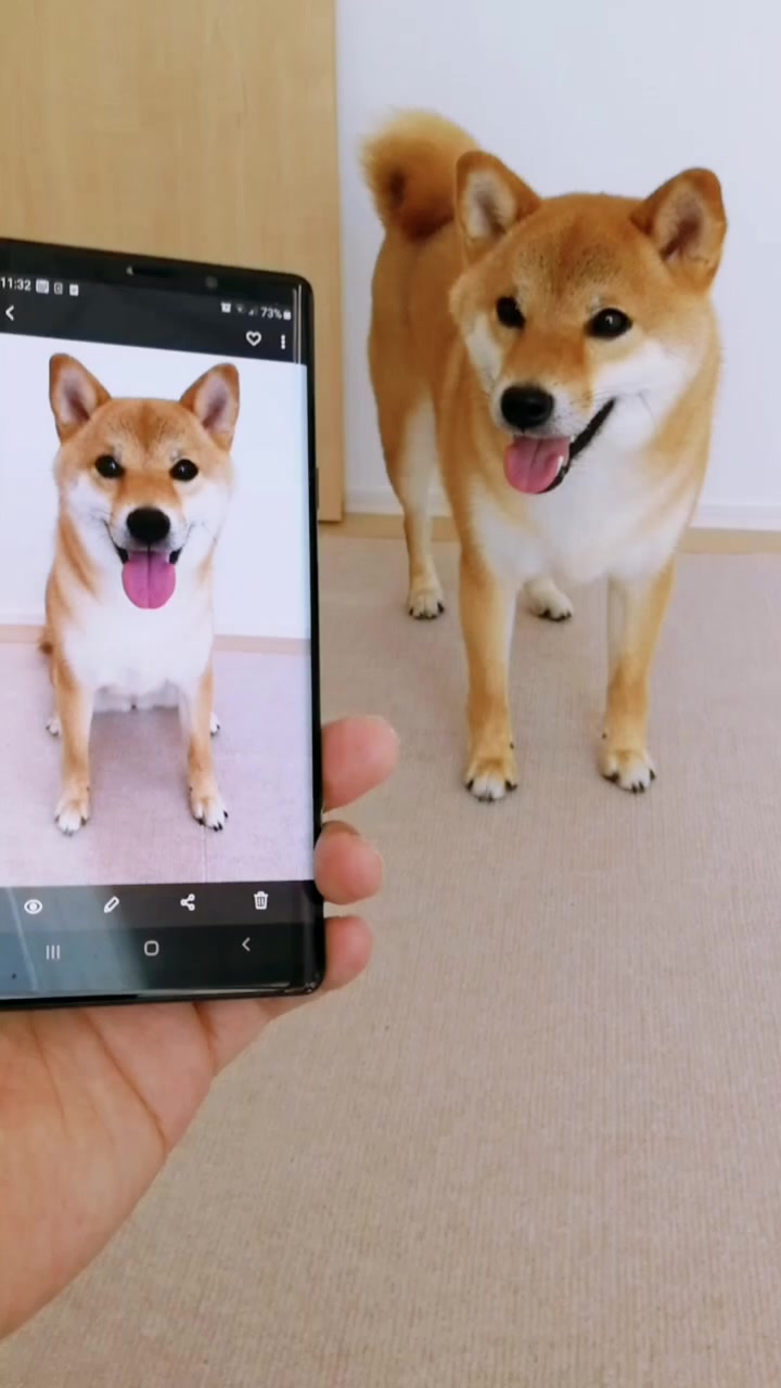 @柴犬コマリ