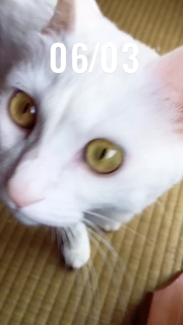 @ゼットン
