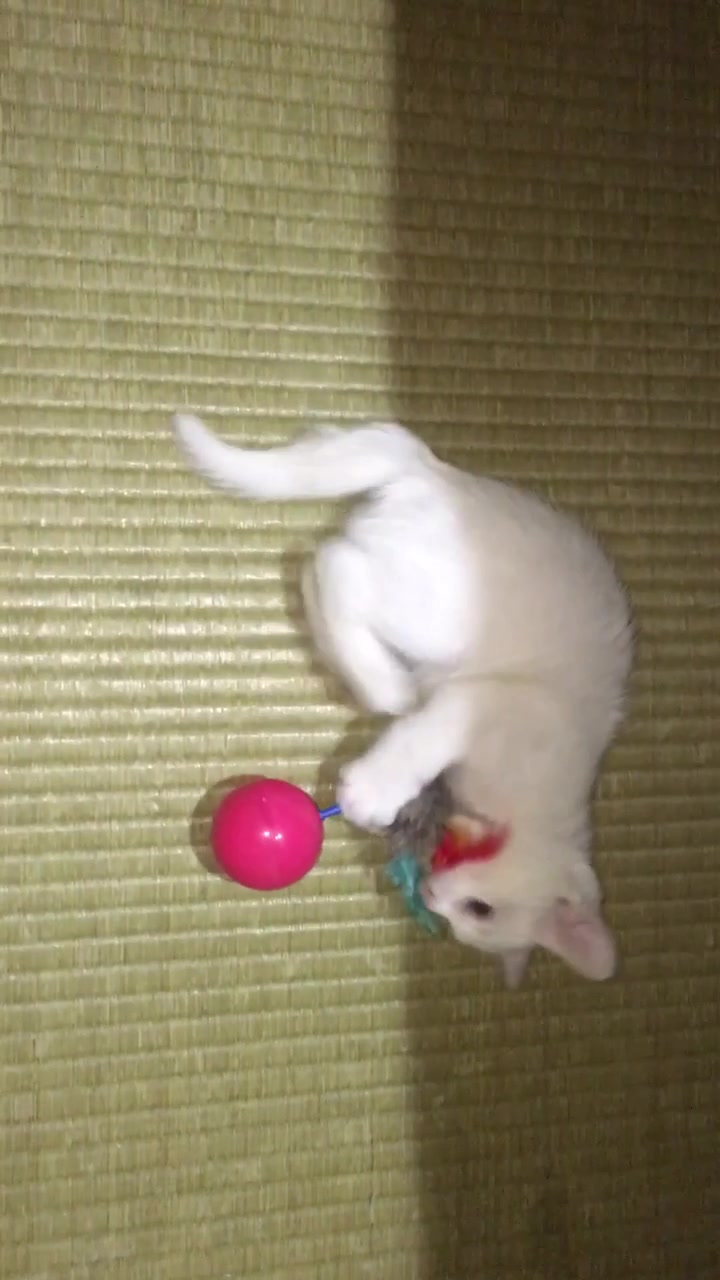 @ゼットン