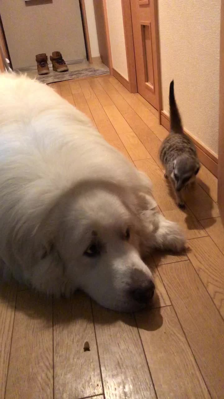 @じょじょ