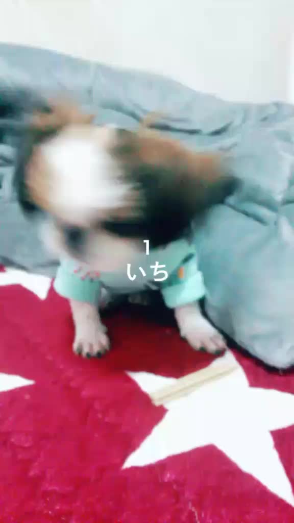 @민트모찌