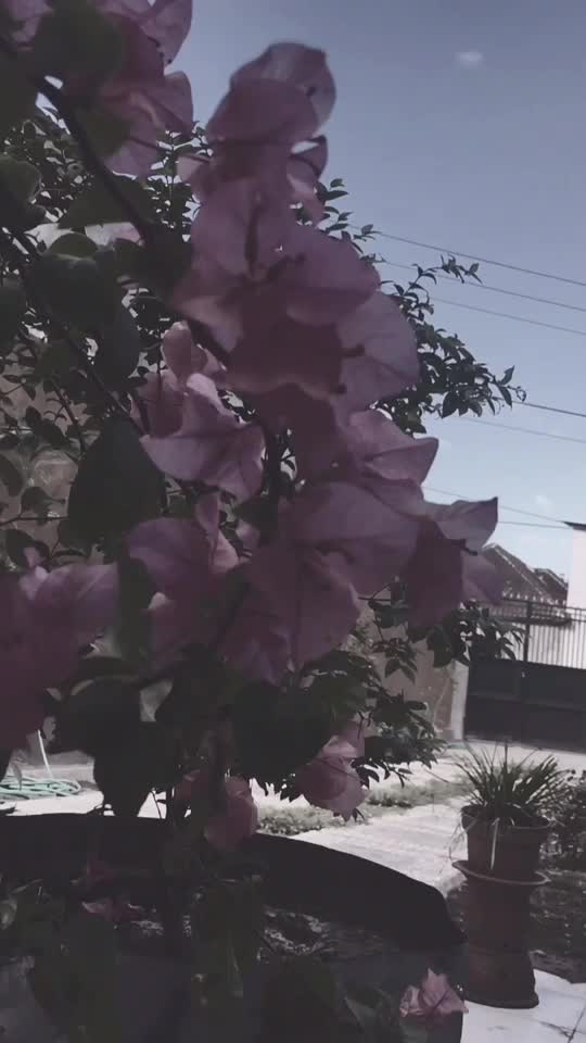@Haikal