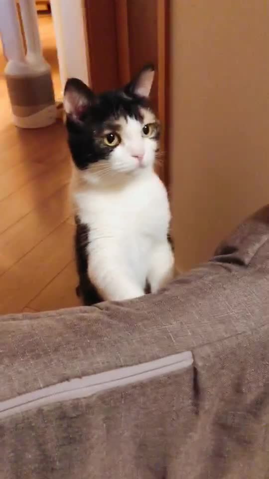 @西面毛毛