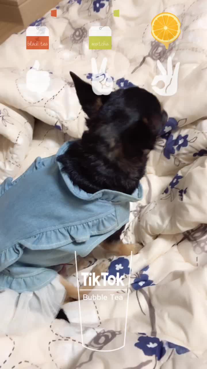@꼬맹강이