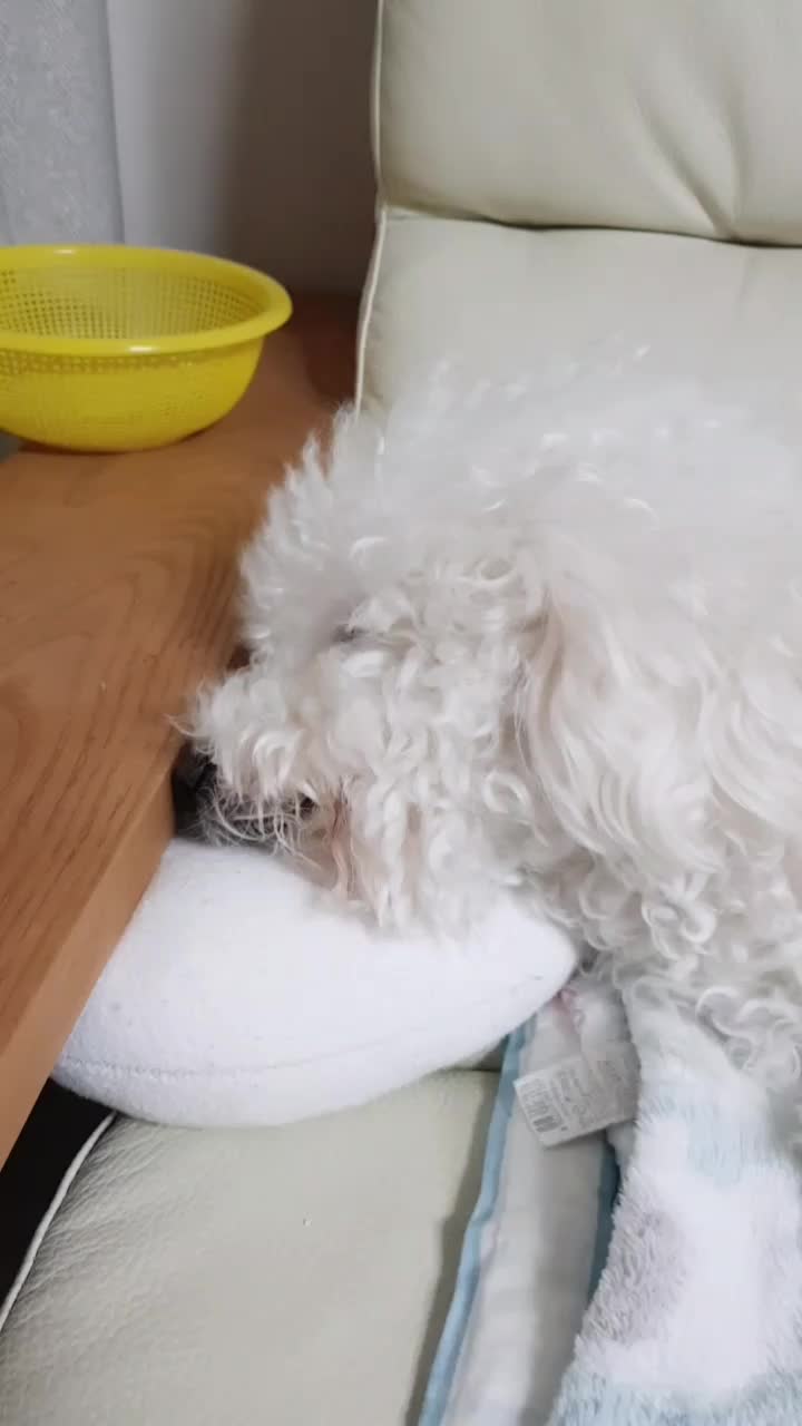 @🌟루피짱🌟