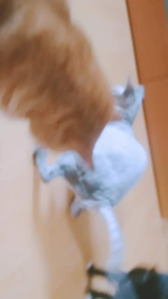 @꼬̆̈마̆̈주룡 ⍤⃝𓂭🦖