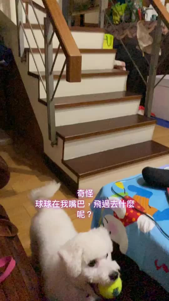 @哈尼