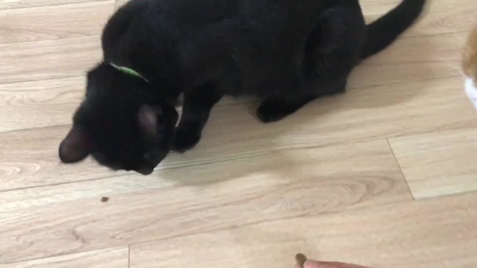 @고양이덕후