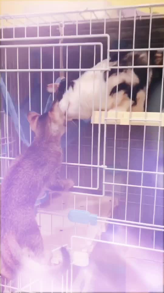 @西面毛毛