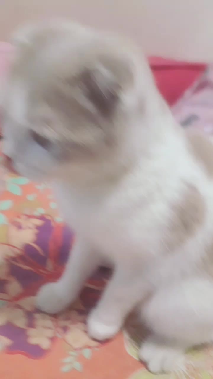 @와자몽