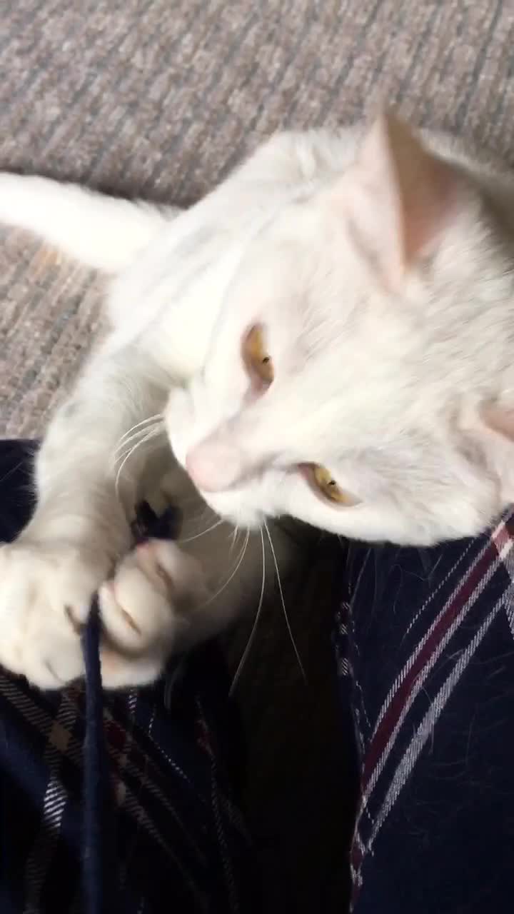 @ゼットン