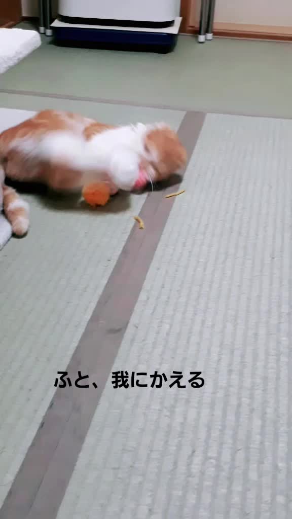 @fuuko.0324