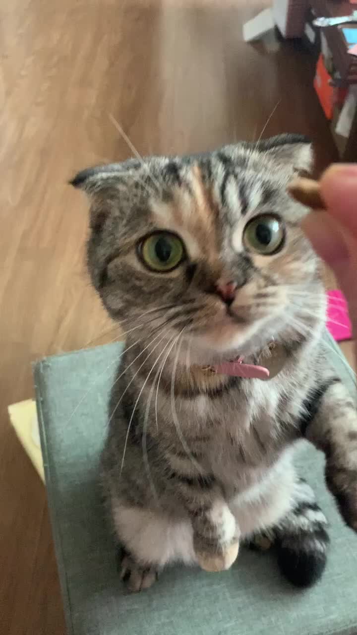 @가미가미