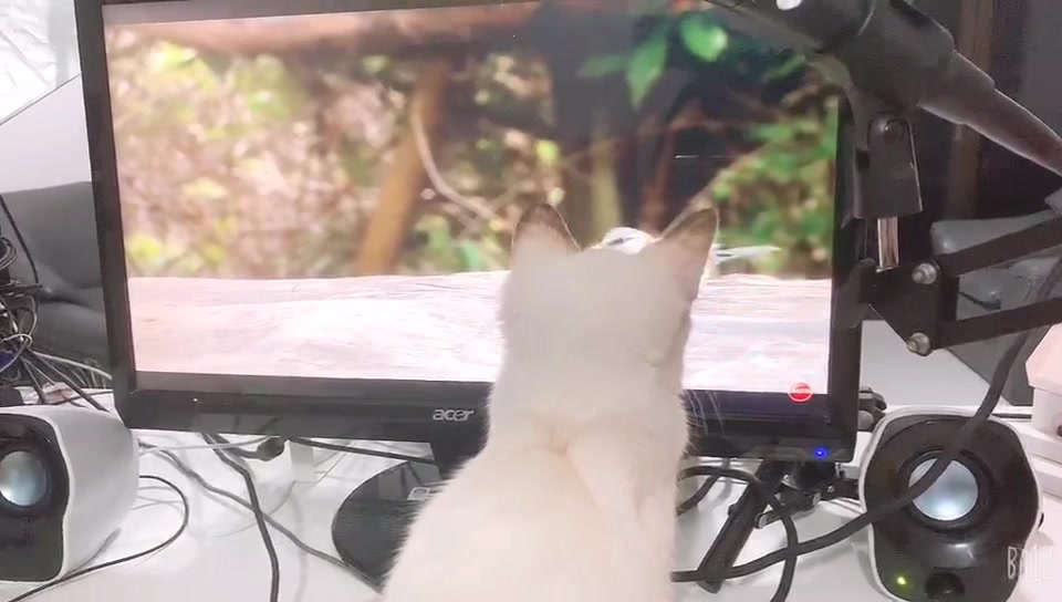 @Chloe晴羽
